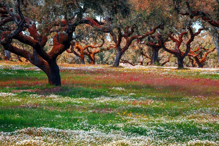 Treasures of Spain and Portugal (Barcelona)